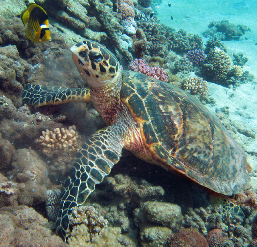 TortugaMariposa_1243