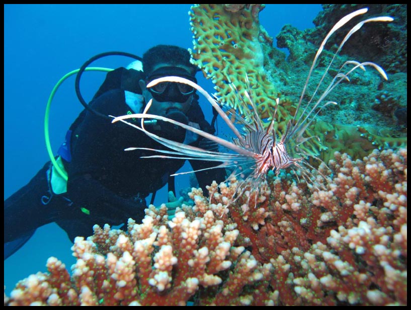 02AladinLionFish_3308