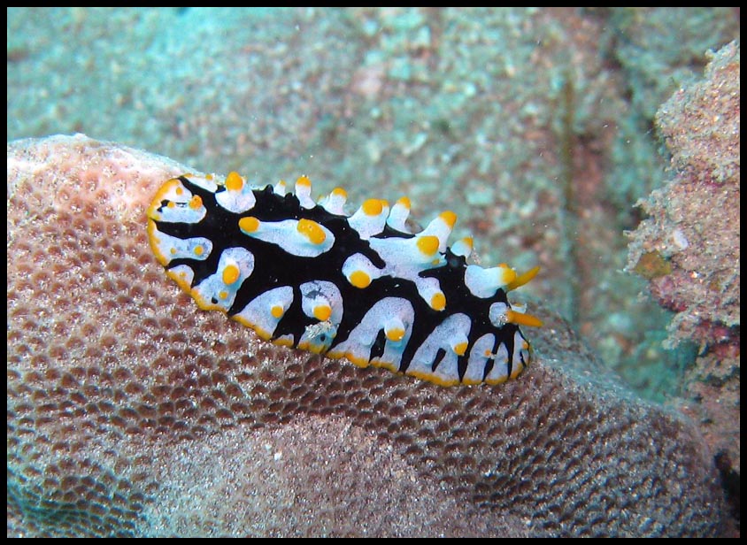 26NudibranquioByN_3183