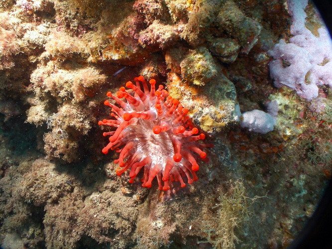 AnemonaB1211